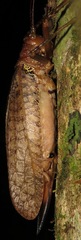 Schedocentrus
