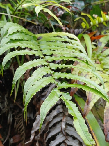 Green Bay Kiokio (Blechnum triangularifolium)