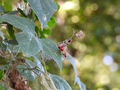 Rhynchosia precatoria, photograph author not stated, no rights reserved