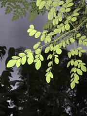 Moringa oleifera