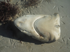 Carcharhinus porosus