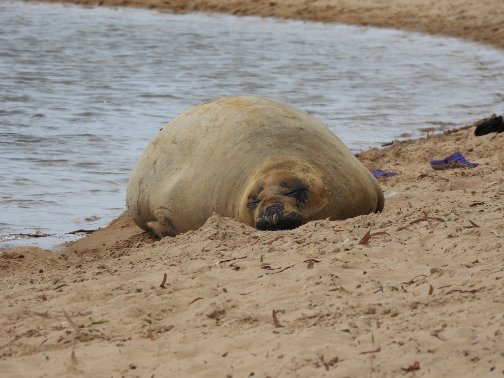 Elefante marino del sur (Mirounga leonina)