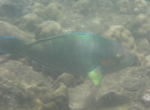 Parrotfish