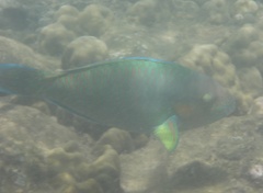 Parrotfish