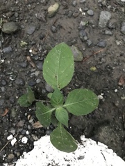 Asystasia gangetica