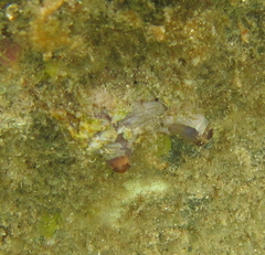 Asterocarpa coerulea