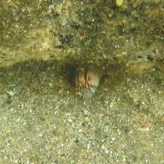 Parablennius laticlavius