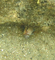 Parablennius laticlavius