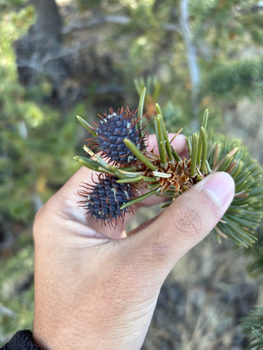Rocky Mountain bristlecone pine (Pinus aristata)