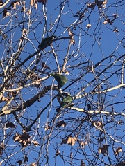 Amazona viridigenalis