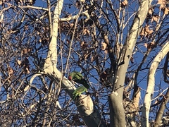Amazona viridigenalis