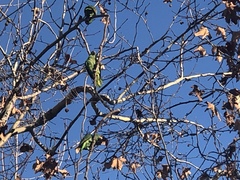 Amazona viridigenalis