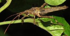 Meropachyinae
