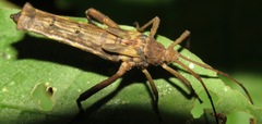 Meropachyinae