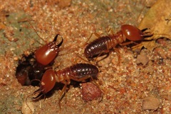 Syntermes molestus