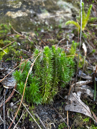 rock firmoss (Huperzia porophila)
