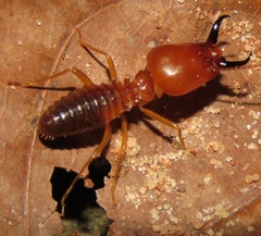 Syntermes molestus