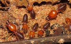 Syntermes molestus