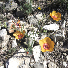 Linum berlandieri filifolium