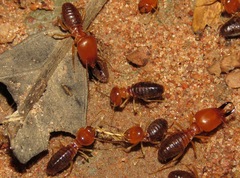 Syntermes molestus