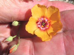 Linum berlandieri filifolium