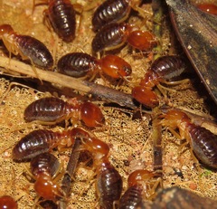 Syntermes molestus