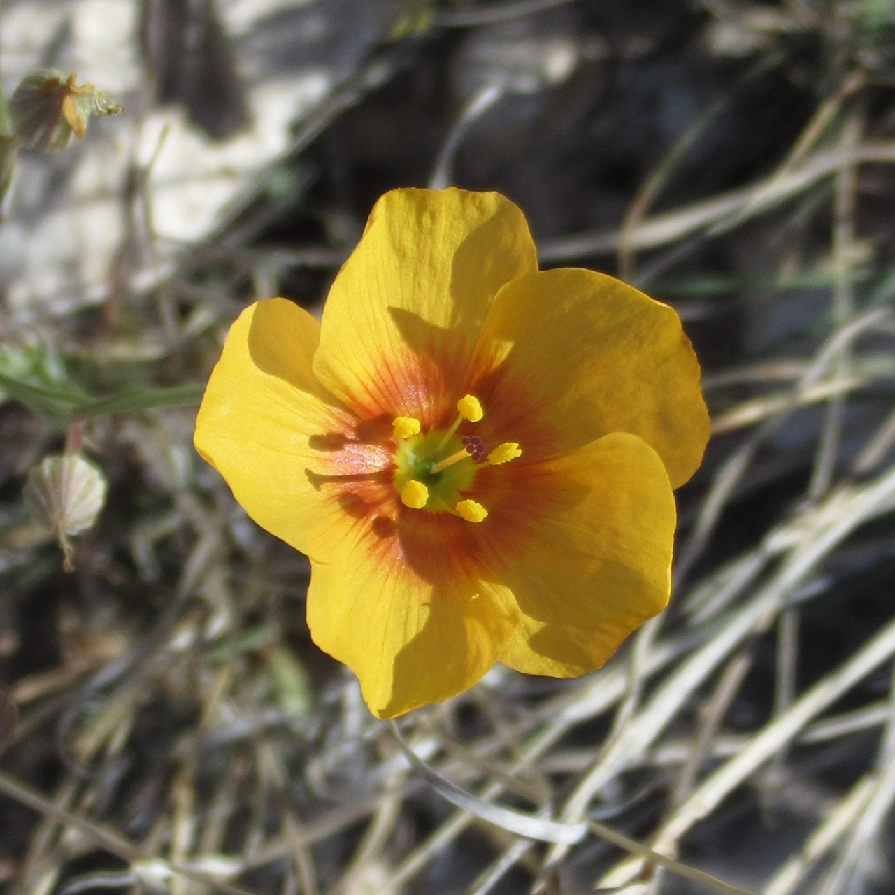 Linum berlandieri var. filifolium