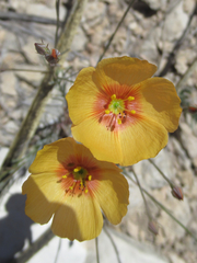 Linum berlandieri filifolium