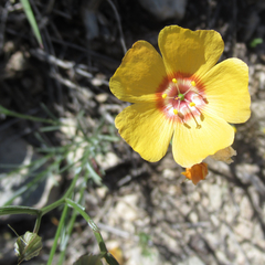 Linum berlandieri filifolium
