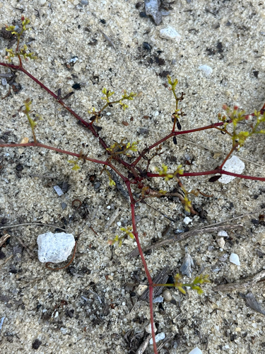 American nailwort (Paronychia americana)