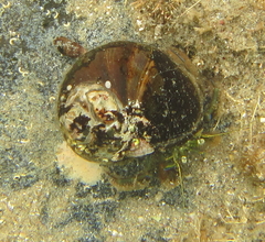 Pagurus novizealandiae