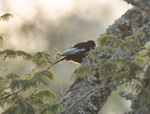 White-winged Black Tit (Melaniparus leucomelas), photo 3