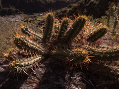 Loxanthocereus sulcifer