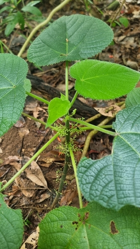 Australische Brennnessel (Dendrocnide moroides): Herkunft und Verwendung — foto 4