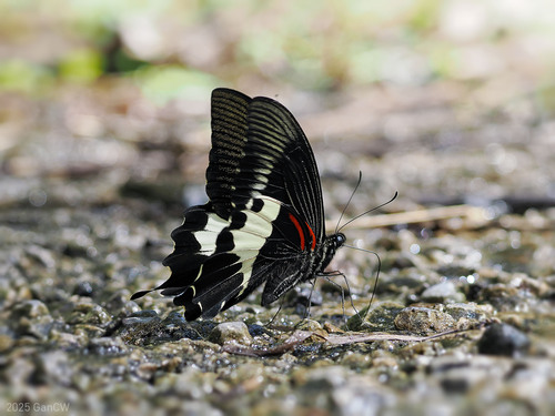 Papilio diophantus
