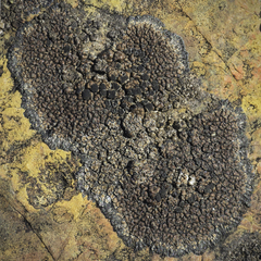 Miriquidica scotopholis