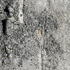 Lecanora rupicola