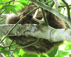 Choloepus didactylus