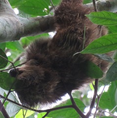 Choloepus didactylus