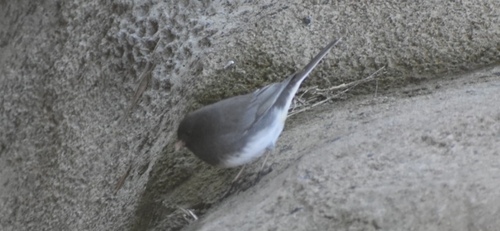 Dark-eyed Junco
