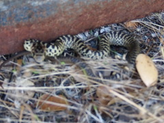 Pituophis catenifer catenifer