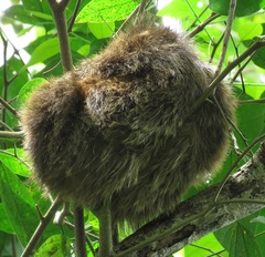 Choloepus didactylus