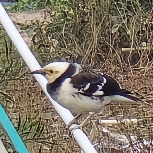 Black-collared Starling