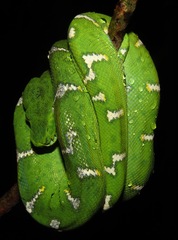 Corallus batesii