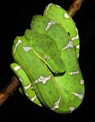 Corallus batesii