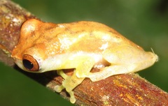 Dendropsophus cruzi