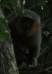 Plecturocebus moloch