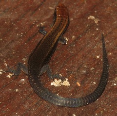 Rondonops biscutatus