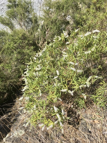 Veronica stenophylla, photograph 3