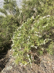 Veronica stenophylla stenophylla